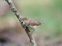 Phylloscopus collybita 53, Tjiftjaf, Saxifraga-Luuk Vermeer