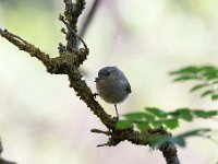 Phylloscopus collybita 57, Tjiftjaf, Saxifraga-Luuk Vermeer