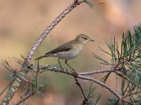 Phylloscopus collybita 66, Tjiftjaf, Saxifraga-Luuk Vermeer