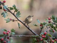 Phylloscopus collybita 68, Tjiftjaf, Saxifraga-Luuk Vermeer