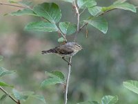 Phylloscopus collybita 73, Tjiftjaf, Saxifraga-Luuk Vermeer