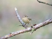 Phylloscopus collybita 99, Tjiftjaf, Saxifraga-Luuk Vermeer