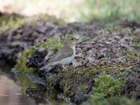 Phylloscopus trochilus 29, Fitis, Saxifraga-Luuk Vermeer