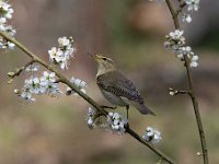 Phylloscopus trochilus 32, Fitis, Saxifraga-Luuk Vermeer