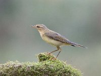 Phylloscopus trochilus 60, Fitis, Saxifraga-Luuk Vermeer