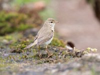 Phylloscopus trochilus 61, Fitis, Saxifraga-Luuk Vermeer