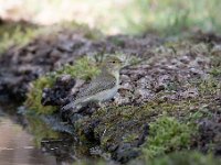 Phylloscopus trochilus 64, Fitis, Saxifraga-Luuk Vermeer