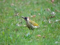 Picus viridis 30, Groene specht, Saxifraga-Luuk Vermeer