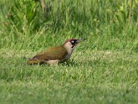 Picus viridis 37, Groene specht, Saxifraga-Luuk Vermeer