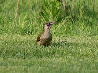 Picus viridis 38, Groene specht, Saxifraga-Luuk Vermeer