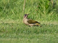 Picus viridis 39, Groene specht, Saxifraga-Luuk Vermeer