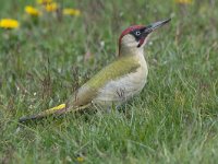 Picus viridis 45, Groene specht, Saxifraga-Mark Zekhuis