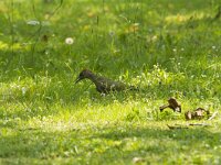 Picus viridis 48, Groene specht, Saxifraga-Jan Nijendijk