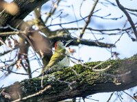 Picus viridis 53, Groene specht, adult, female, Saxifraga-Theo Verstrael