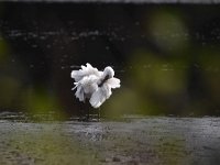 Platalea leucorodia 97, Lepelaar, Saxifraga-Luuk Vermeer