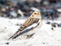 Plectrophenax nivalis 100, Sneeuwgors, Saxifraga-Bart Vastenhouw