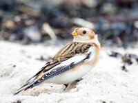 Plectrophenax nivalis 102, Sneeuwgors, Saxifraga-Bart Vastenhouw