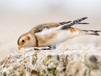 Plectrophenax nivalis 108, Sneeuwgors, Saxifraga-Bart Vastenhouw