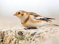 Plectrophenax nivalis 110, Sneeuwgors, Saxifraga-Bart Vastenhouw