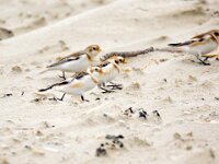 Plectrophenax nivalis 115, Sneeuwgors, Saxifraga-Bart Vastenhouw