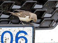 Plectrophenax nivalis 116, Sneeuwgors, Saxifraga-Bart Vastenhouw