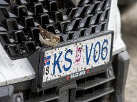 Plectrophenax nivalis 138, Sneeuwgors, Saxifraga-Bart Vastenhouw