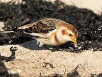 Plectrophenax nivalis 74, Sneeuwgors, Saxifraga-Bart Vastenhouw