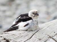 Plectrophenax nivalis 93, Sneeuwgors, Saxifraga-Bart Vastenhouw