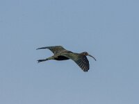 Plegadis falcinellus 49, Zwarte ibis, adult, Saxifraga-Theo Verstrael