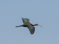 Plegadis falcinellus 50, Zwarte ibis, adult, Saxifraga-Theo Verstrael