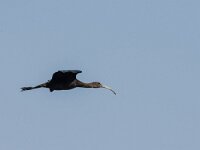 Plegadis falcinellus 51, Zwarte ibis, adult, Saxifraga-Theo Verstrael