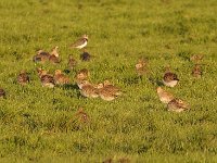 Pluvialis apricaria 24, Goudplevier, Saxifraga-Luuk Vermeer