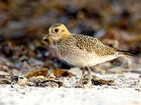 Pluvialis apricaria 25, Goudplevier, Saxifraga-Bart Vastenhouw