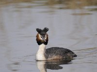 Podiceps cristatus 102, Fuut, Saxifraga-Luuk Vermeer