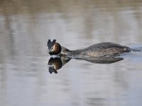 Podiceps cristatus 105, Fuut, Saxifraga-Luuk Vermeer