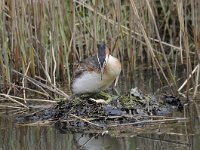 Podiceps cristatus 109, Fuut, Saxifraga-Luuk Vermeer