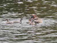 Podiceps cristatus 115, Fuut, Saxifraga-Luuk Vermeer