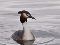 Podiceps cristatus 120, Fuut, Saxifraga-Luuk Vermeer