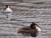 Podiceps cristatus 123, Fuut, Saxifraga-Luuk Vermeer