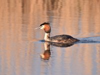 Podiceps cristatus 127, Fuut, Saxifraga-Luuk Vermeer