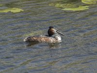 Podiceps cristatus 129, Fuut, Saxifraga-Willem van Kruijsbergen