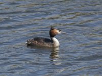 Podiceps cristatus 132, Fuut, Saxifraga-Willem van Kruijsbergen