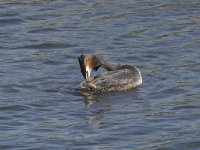 Podiceps cristatus 133, Fuut, Saxifraga-Willem van Kruijsbergen