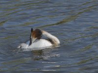 Podiceps cristatus 137, Fuut, Saxifraga-Willem van Kruijsbergen