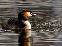 Podiceps cristatus 138, Fuut, Saxifraga=Bart Vastenhouw