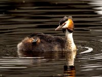 Podiceps cristatus 139, Fuut, Saxifraga=Bart Vastenhouw