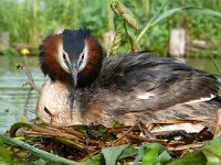 Podiceps cristatus 146, Fuut, Saxifraga-Tom Heijnen