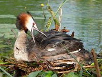 Podiceps cristatus 148, Fuut, Saxifraga-Tom Heijnen