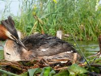 Podiceps cristatus 149, Fuut, Saxifraga-Tom Heijnen