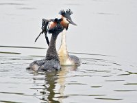 Podiceps cristatus 152, Fuut, Saxifraga-Tom Heijnen